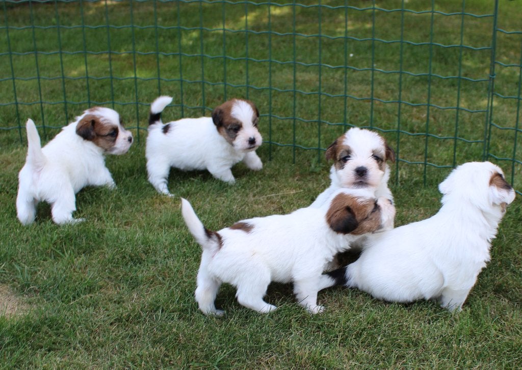 ruwhaar jack russel pups met stamboom., Nederland, Jack Russell Terriër, 8 tot 15 weken, Meerdere