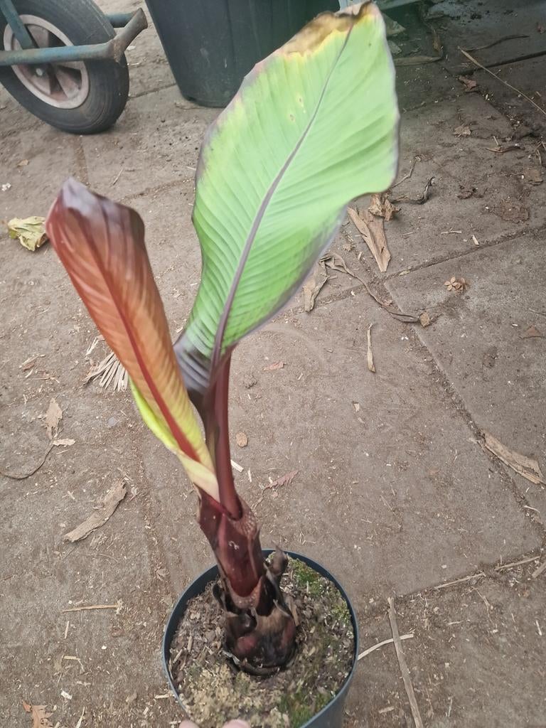Ensete verticosum maurelli, Ophalen of Verzenden, Minder dan 100 cm, Overige soorten, Zomer