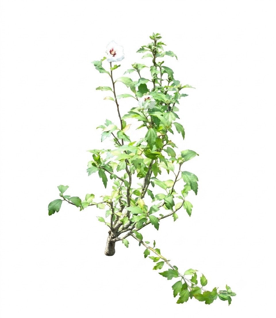 Hibiscus struik met witte bloemen, Tuin en Terras, Volle zon, Vaste plant, Zomer, Ophalen
