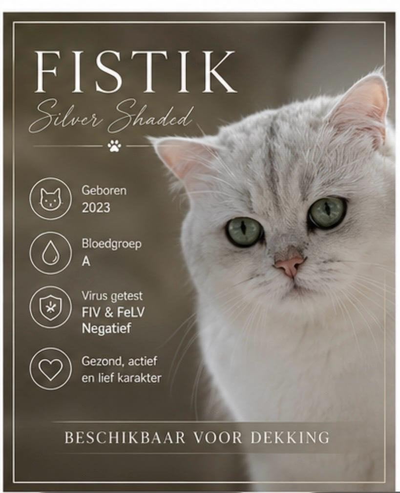Britse korthaar dekkater
