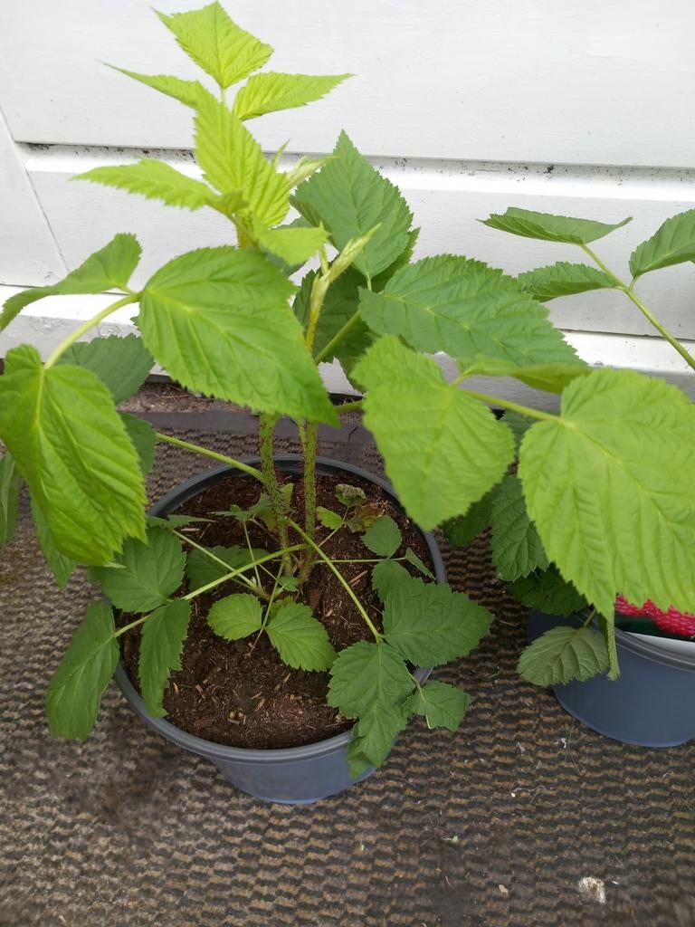Framboos 🌿 Biologisch, Tuin en Terras, Planten | Tuinplanten, Ophalen, Volle zon