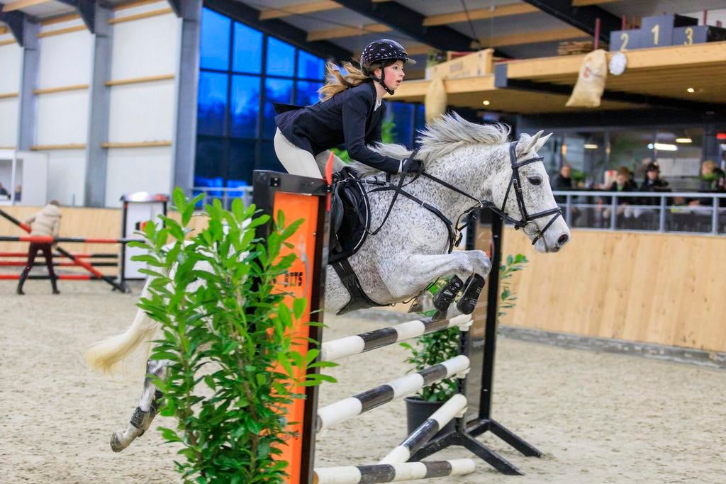 Super New Forest springpony / sportpony te koop, Merrie, Springpony, 7 tot 10 jaar, D pony (1.37m tot 1.48m)
