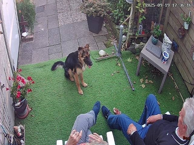 Te koop  hond roepnaam  Bobby, Parvo, Reu, 1 tot 2 jaar, Eén hond
