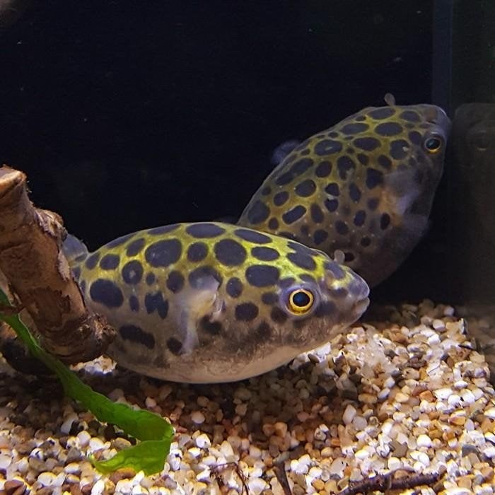 Dichotomyctere nigroviridus, Dieren en Toebehoren, Vis
