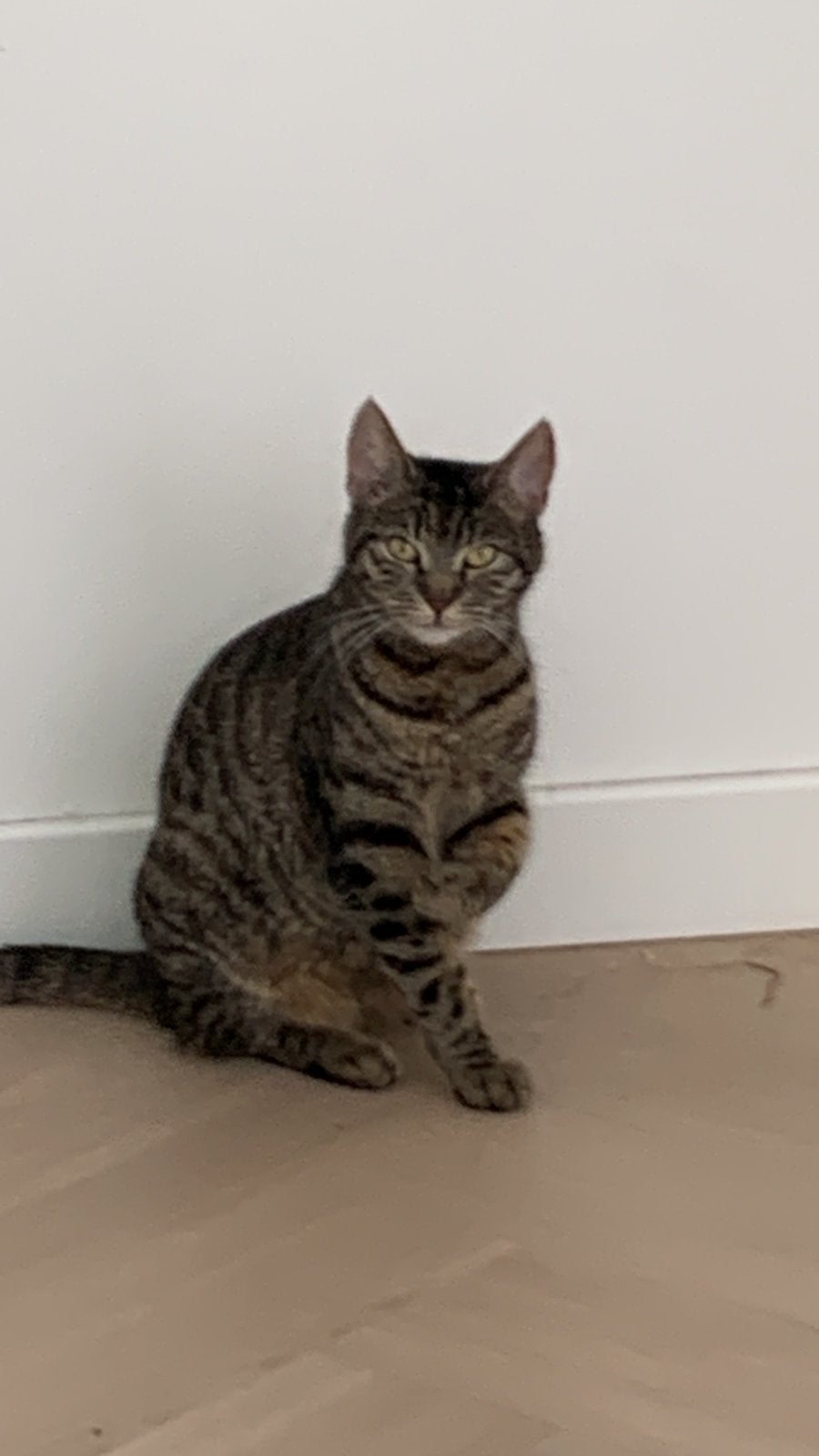 Wie wil biebiet gratis overnemen?, Poes, 0 tot 2 jaar