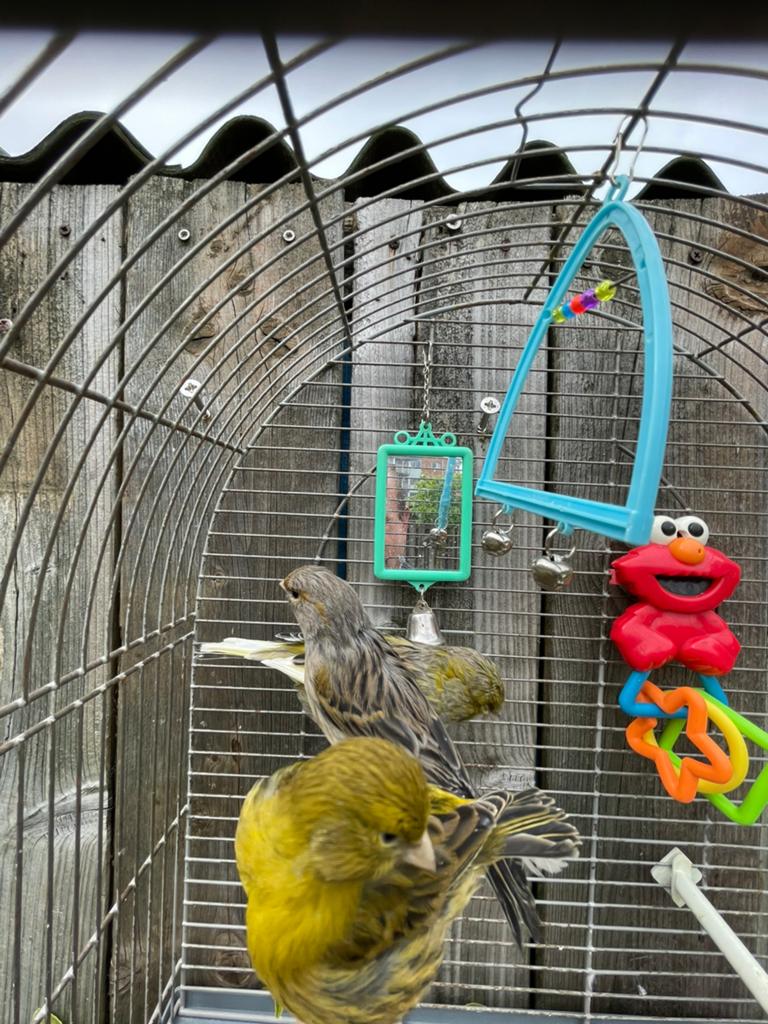 Mooi goed fluiten en broedrijp kanaries mannetjes te koop, Mannelijk, Kleurkanarie