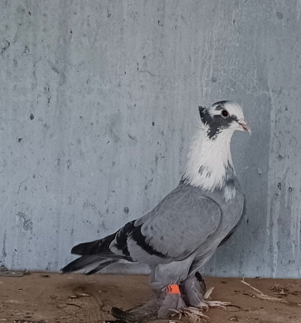 Duiven lraakse, Dieren en Toebehoren, Vogels | Duiven, Meerdere dieren, Postduif