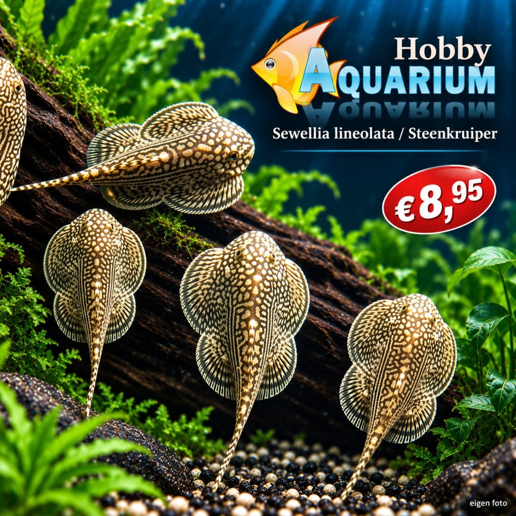 Hobbyaquarium  Sewellia lineolata / steenkruiper, Vis, Zoetwatervis, Schoolvis
