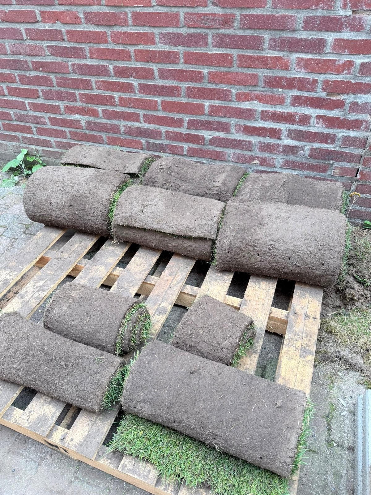 Vers graszoden voor een prachtig gazon, Tuin en Terras, Gras en Kunstgras, Ophalen of Verzenden, Nieuw, 10 tot 20 m², Gras