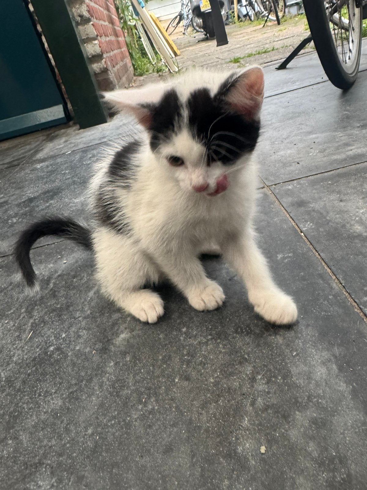 Kittens mogen weg, Dieren en Toebehoren, Katten en Kittens | Overige Katten