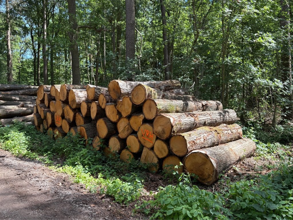 Vrachten stamhout machinehout leverbaar | eik, beuk, berk, 6 m³ of meer, Verzenden, Eikenhout, Stammen