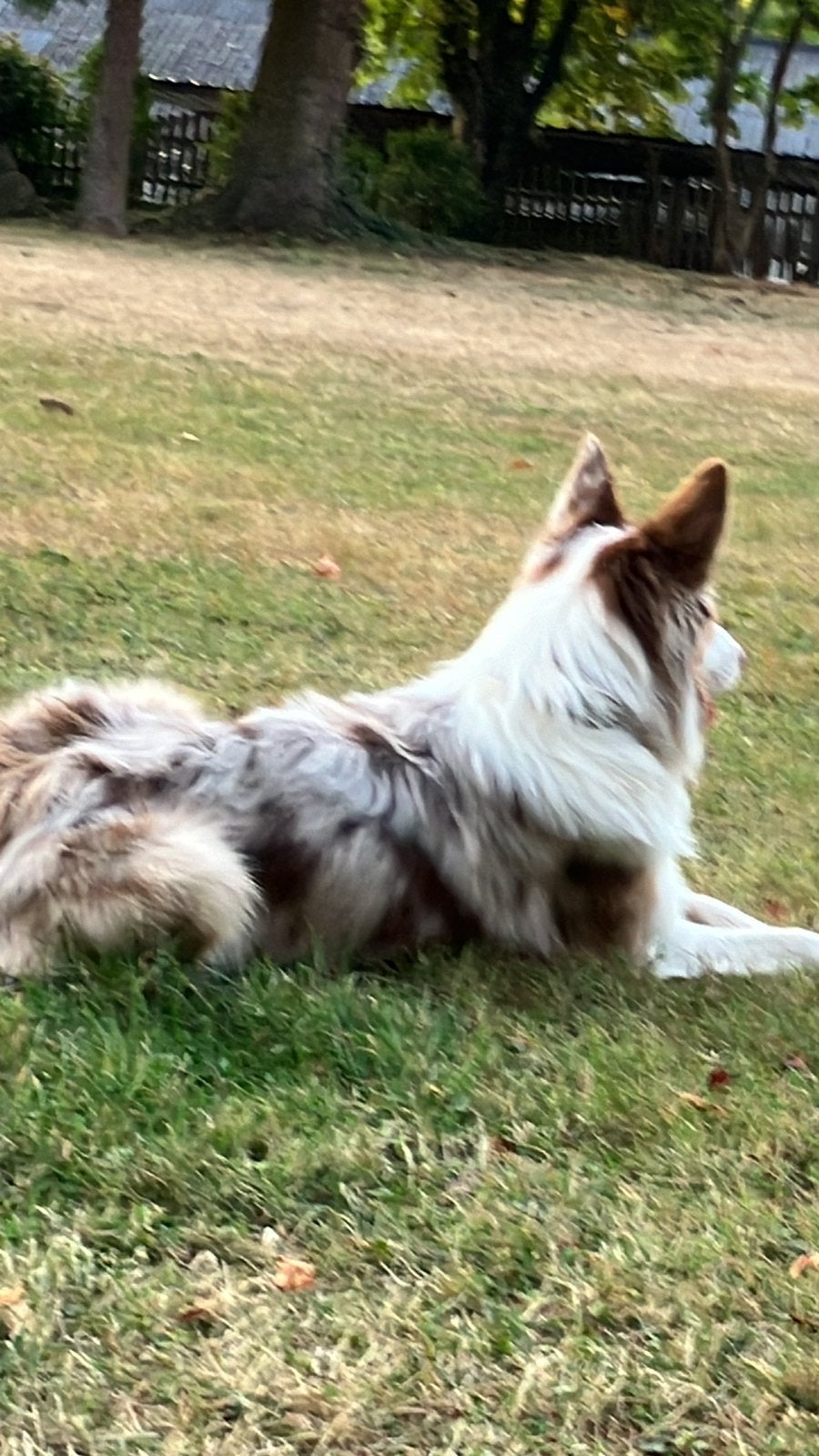 Mooie Bordercollie (reu gesteriliseerd) ter overname, Dieren en Toebehoren, Honden | Herdershonden en Veedrijvers, Reu, 1 tot 2 jaar