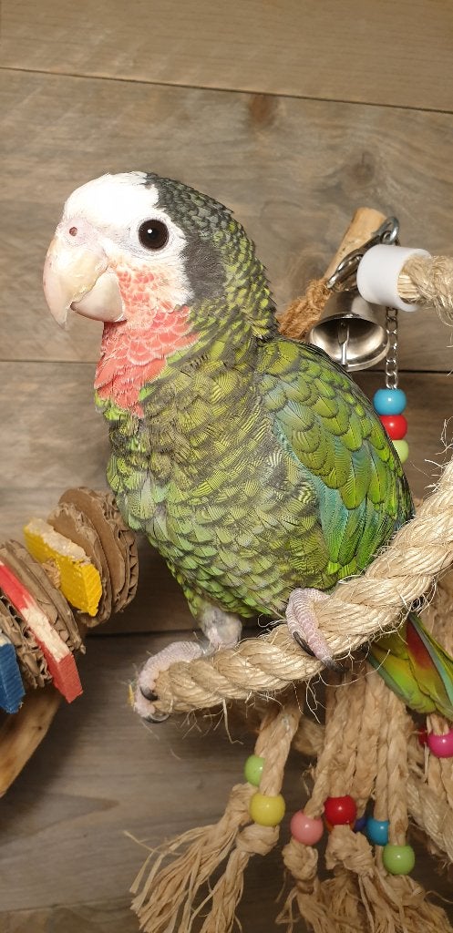 Getest | Jonge Baby Cuba Amazones | Handtam | Nieuwsgierig, Meerdere dieren, Papegaai, Pratend