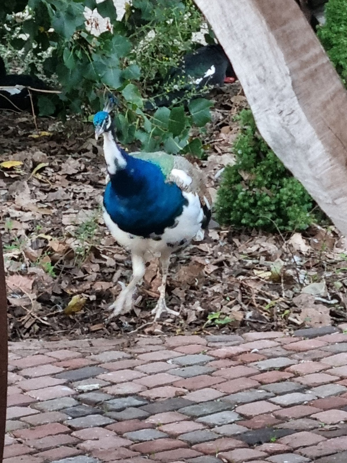 bonte pauw  haan, Dieren en Toebehoren, Mannelijk, Kip