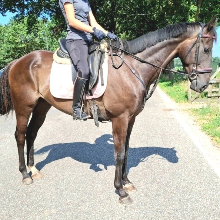 Topbrave 5 jr recreatie-manege ruin 1,67 mtr, Ruin, 3 tot 6 jaar, 160 tot 165 cm, Recreatiepaard