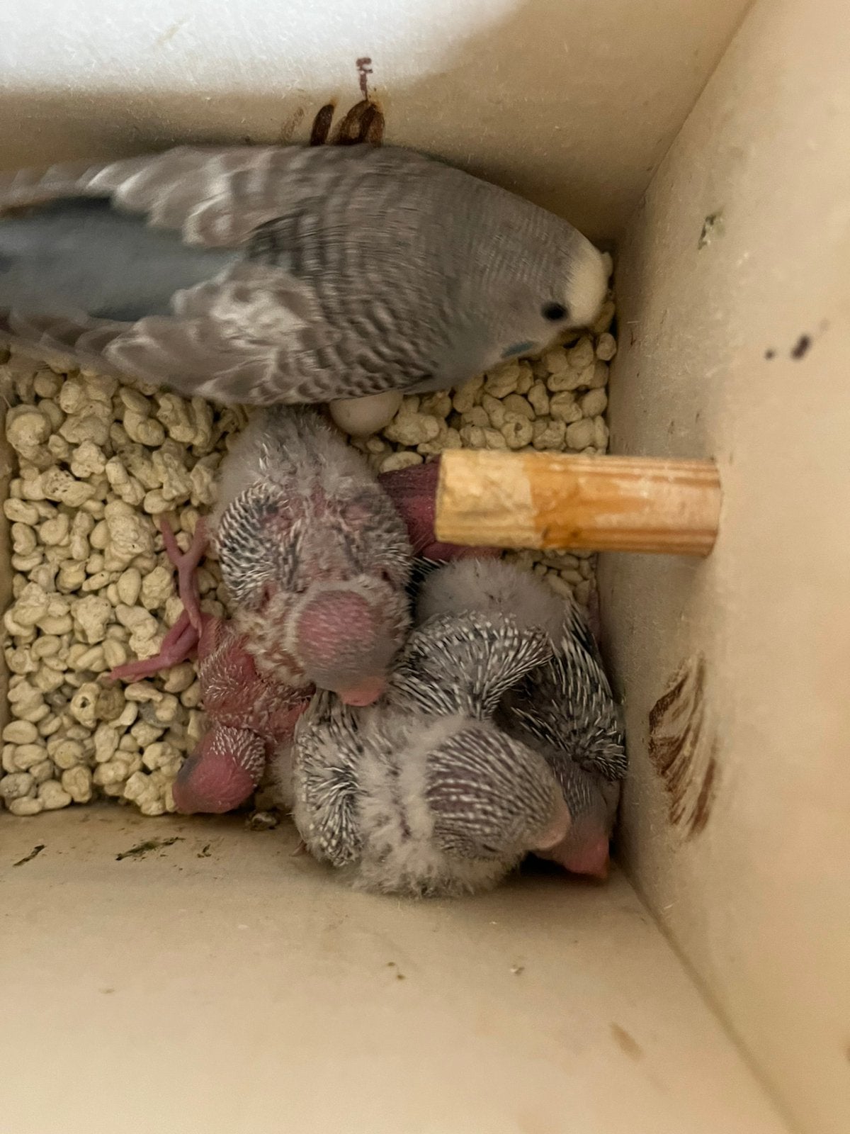 Jonge grasparkieten., Meerdere dieren, Parkiet