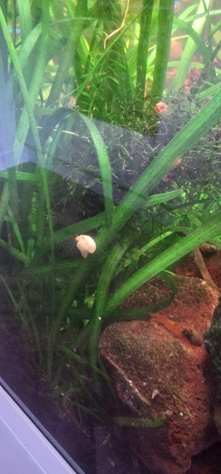 Gratis appelslakken diverse kleuren, Dieren en Toebehoren, Vissen | Aquaria en Toebehoren, Ophalen, Nieuw, Plant(en), Steen of Hout