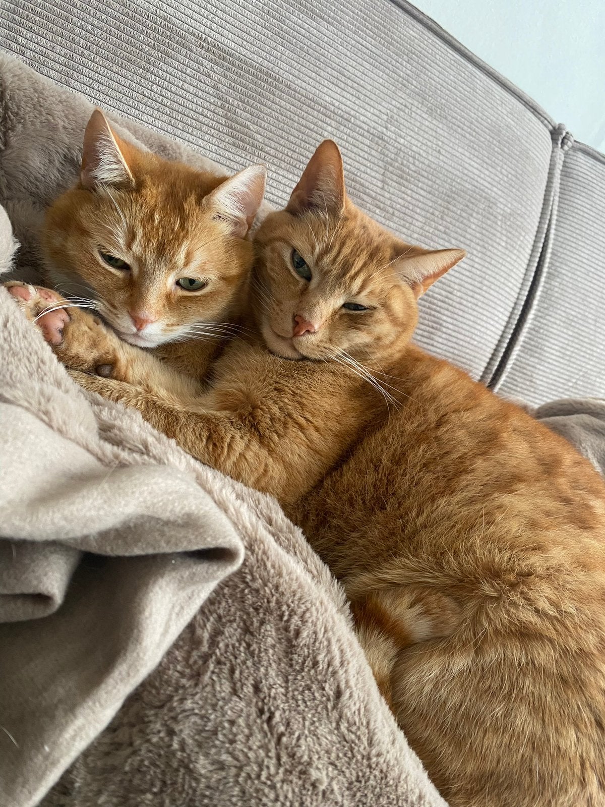 Yoda en Picu zoeken een nieuw thuis, Kater