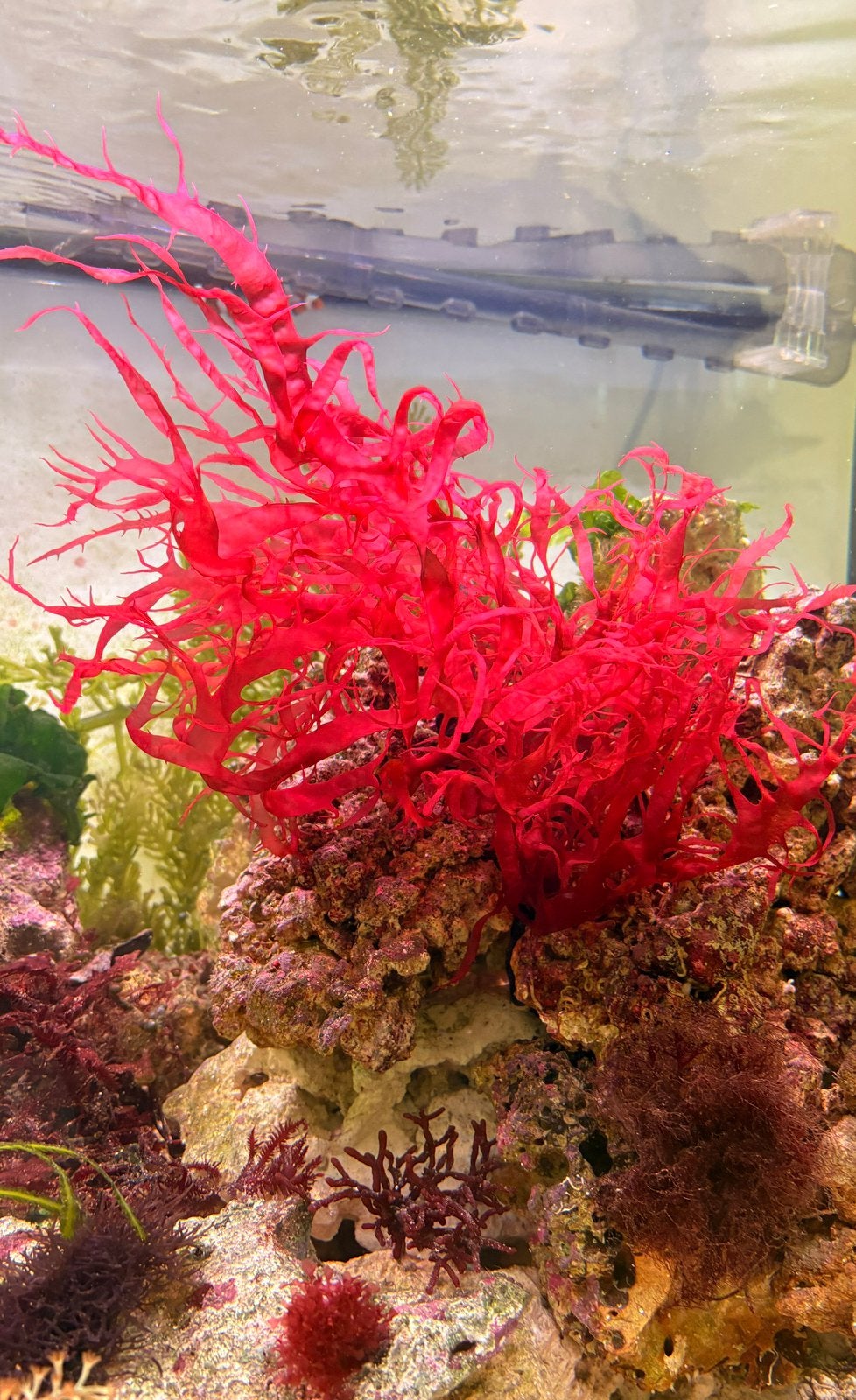 Dragon’s breath, (halymenia durvillei) verzending mogelijk!, Dieren en Toebehoren, Overige typen, Zoutwatervis