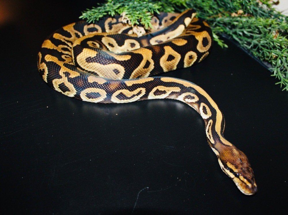Ball Python/ Regius python 1.0 CYPRESS LEOPARD The CLOWN, Dieren en Toebehoren, Reptielen en Amfibieën, Slang, Met terrarium, 0 tot 2 jaar