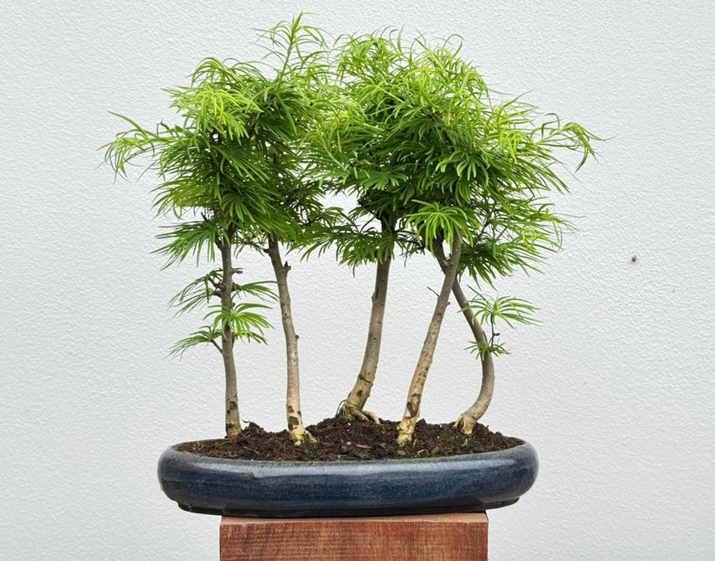 Heel mooi Bonsai bos van 5x gouden lariks, Ophalen, Vaste plant, Overige soorten, Halfschaduw