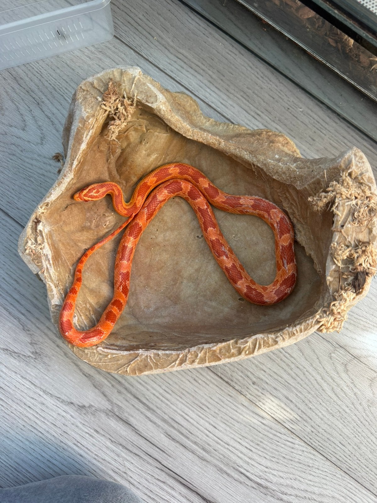 Rattenslangen met terrarium te koop, Amfibie, Met terrarium, 0 tot 2 jaar