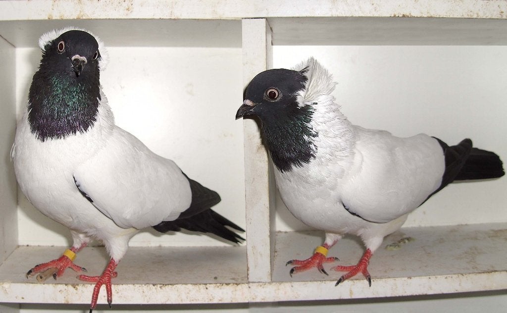 sierduiven nonduiven figurita sier duiven duif figurita,s, Dieren en Toebehoren, Meerdere dieren, Overige soorten