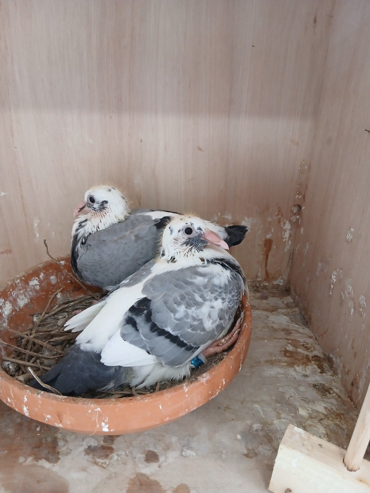 2 jonge duiven Van de Bulck, Meerdere dieren, Postduif