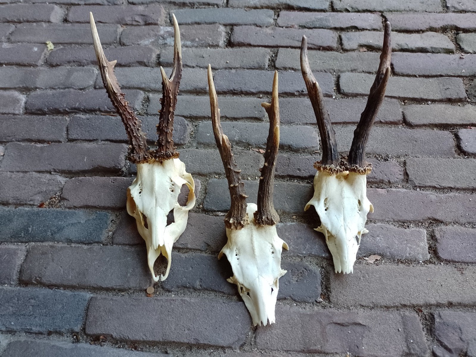 Lot geweitjes gewei reebok ree schedel landelijk, Verzamelen, Ophalen of Verzenden, Hert, Schedel