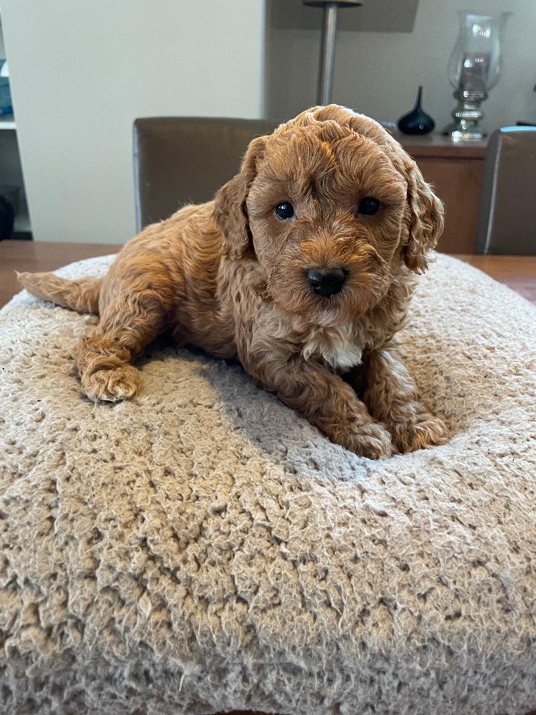 Labradoodle mini pups  7 weken oud, Dieren en Toebehoren, Honden | Niet-rashonden, Klein, Meerdere dieren, Particulier, Meerdere