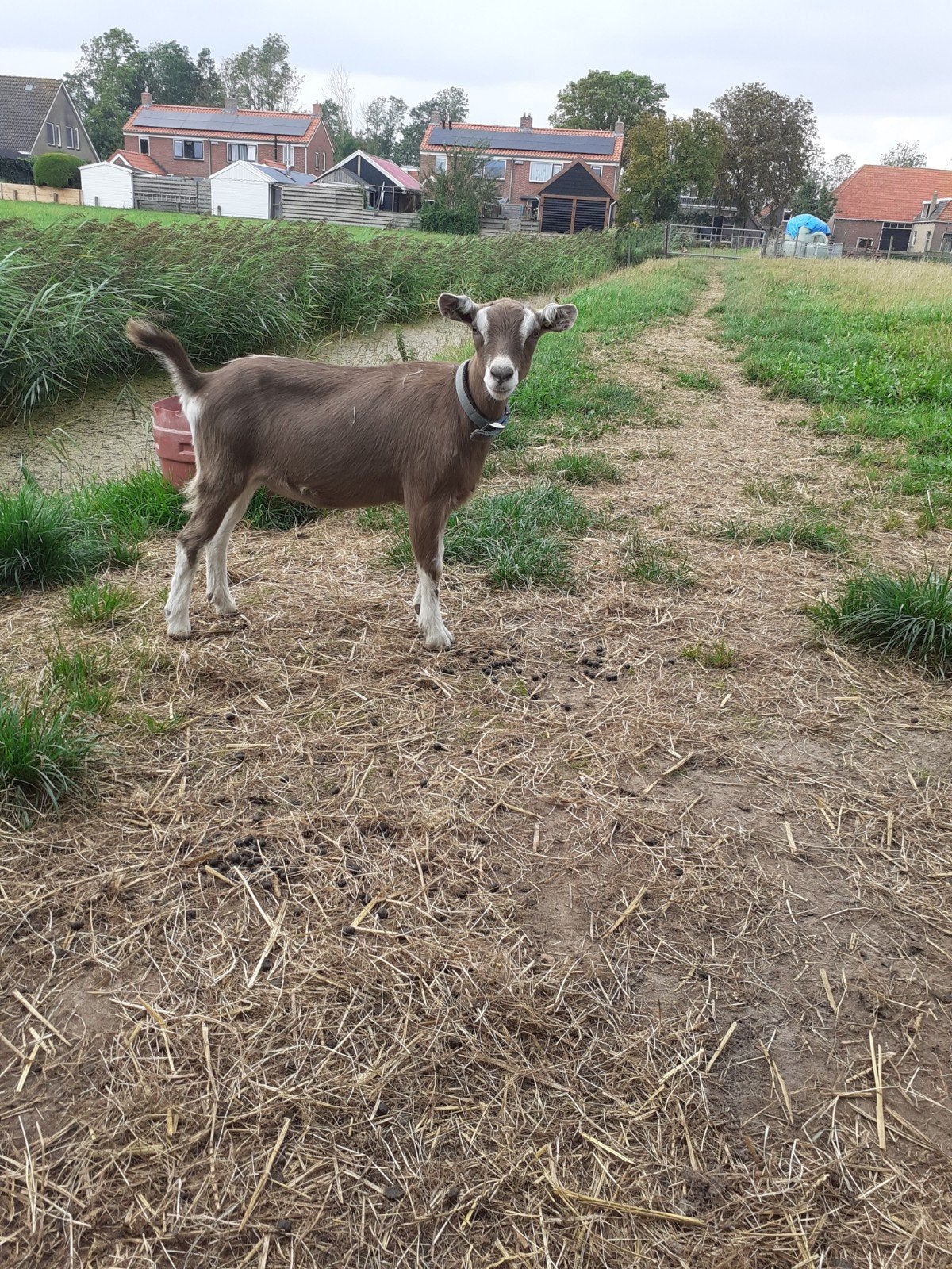 te koop 2 toggenb lammeren, Dieren en Toebehoren, Schapen, Geiten en Varkens, Vrouwelijk, Geit, 0 tot 2 jaar