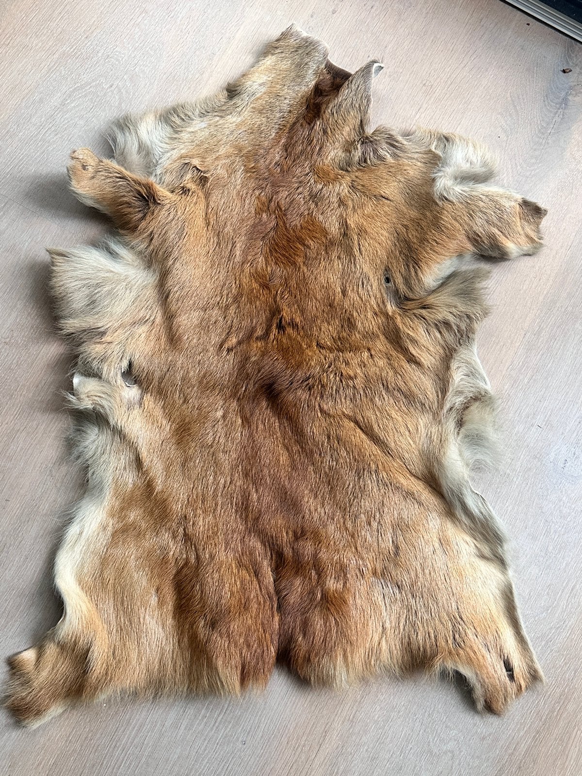 Hele mooie huid van een edelhert - echt!, Hertenhuid, 50 tot 100 cm, Rechthoekig, 50 tot 100 cm