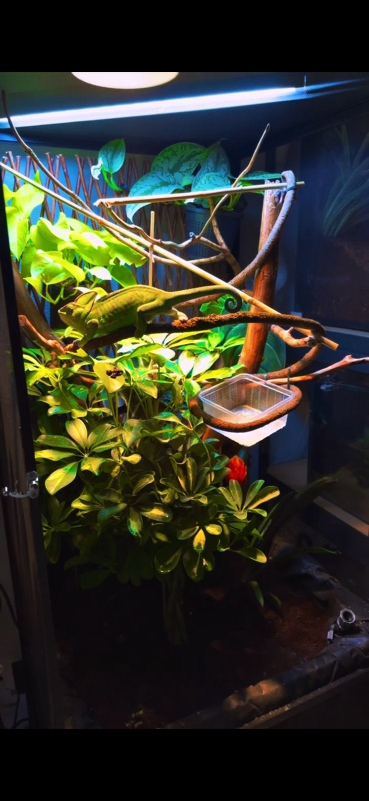 Yemen kameleon met gaas terrarium, Dieren en Toebehoren, Reptielen en Amfibieën, Slang, 0 tot 2 jaar