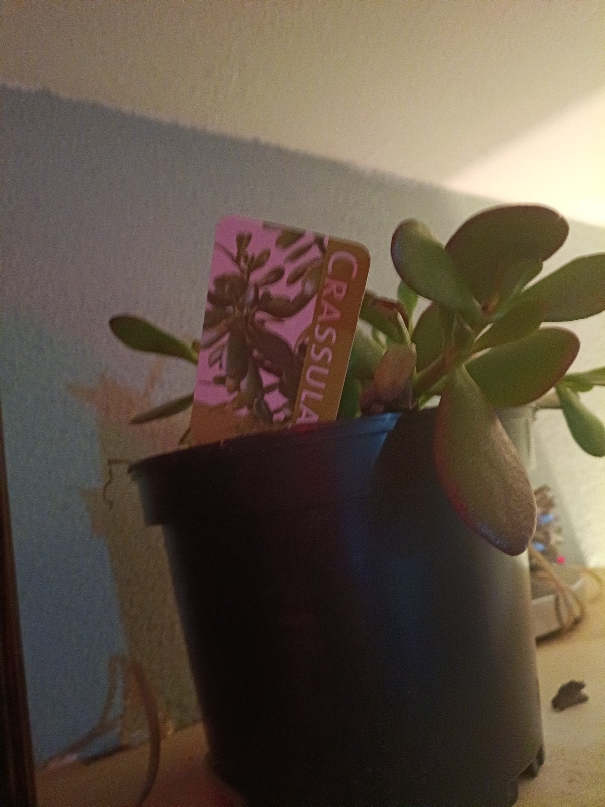 Crassula plant in pot, Tuin en Terras, Overige soorten, Volle zon, Vaste plant, Ophalen of Verzenden