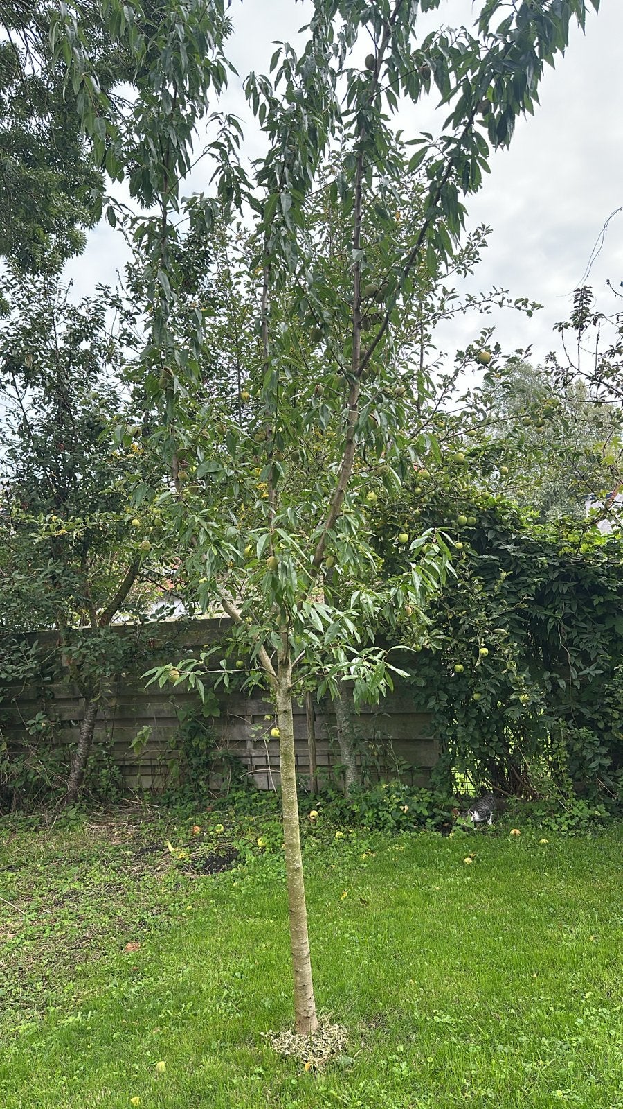 Amandelboom - Prunus dulcis, Overige soorten, Lente, 250 tot 400 cm, Ophalen
