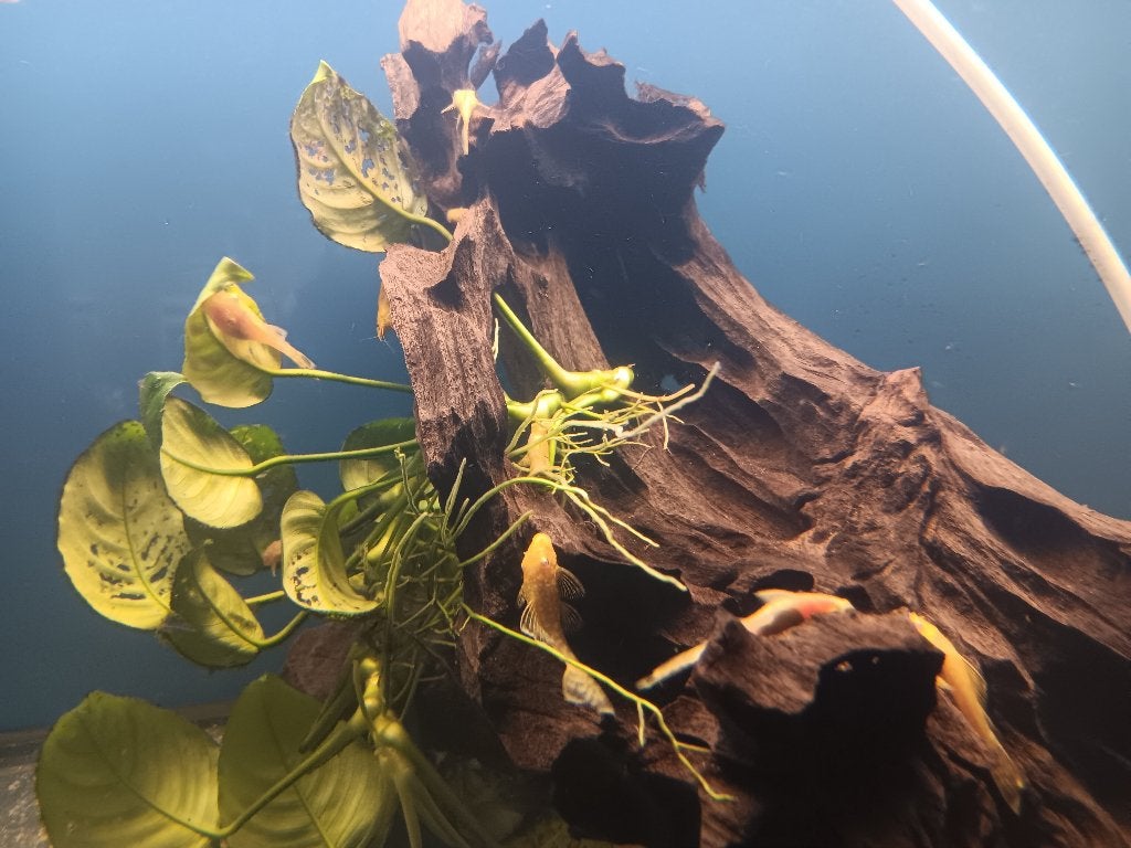 Gele l 144 jongen, Dieren en Toebehoren, Vissen | Aquariumvissen, Vis