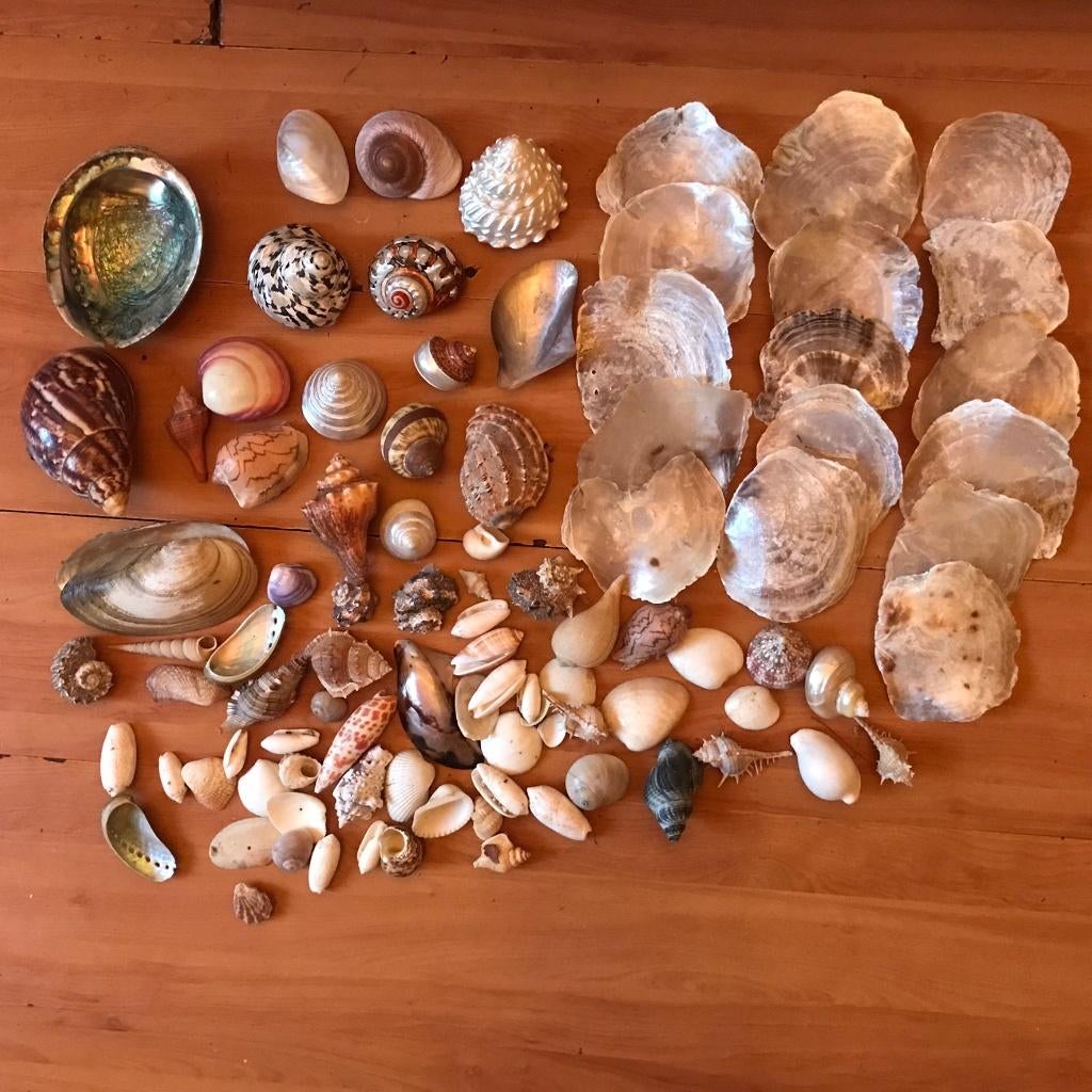 Diverse schelpen, Verzamelen, Ophalen of Verzenden, Schelp(en)