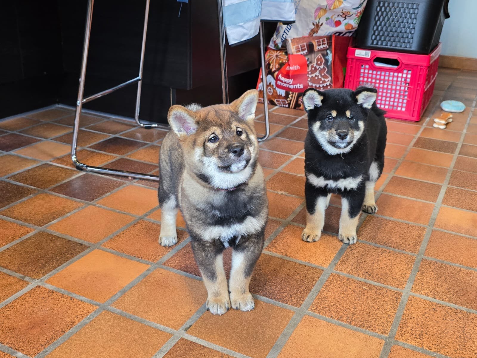 Shiba inu pups - stamboom - 10 weken, CDV (hondenziekte), België, Fokker | Hobbymatig, Overige rassen