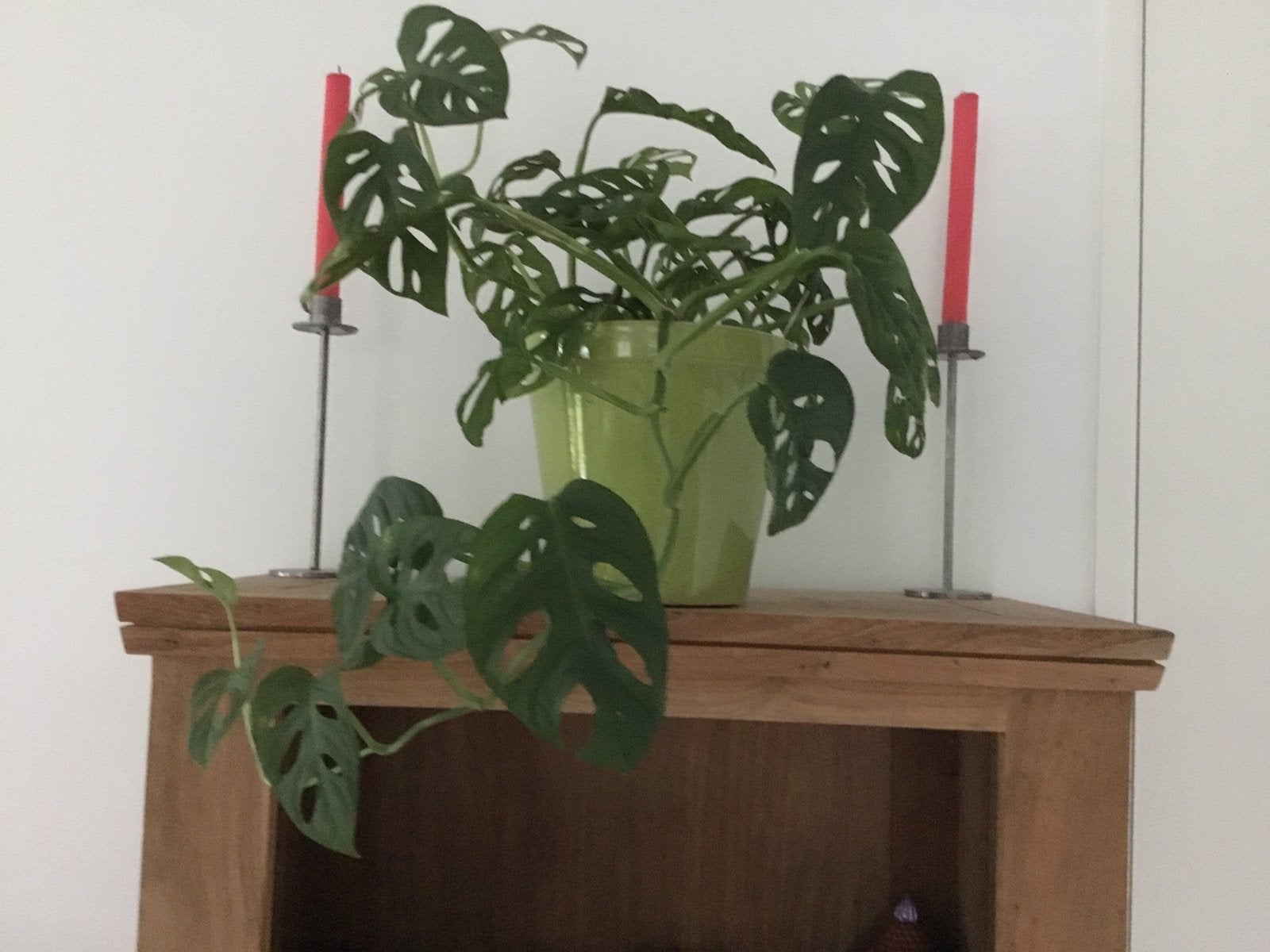 Monstera adansonii, monkey mask met pot., Ophalen, Overige soorten, Halfschaduw, Minder dan 100 cm