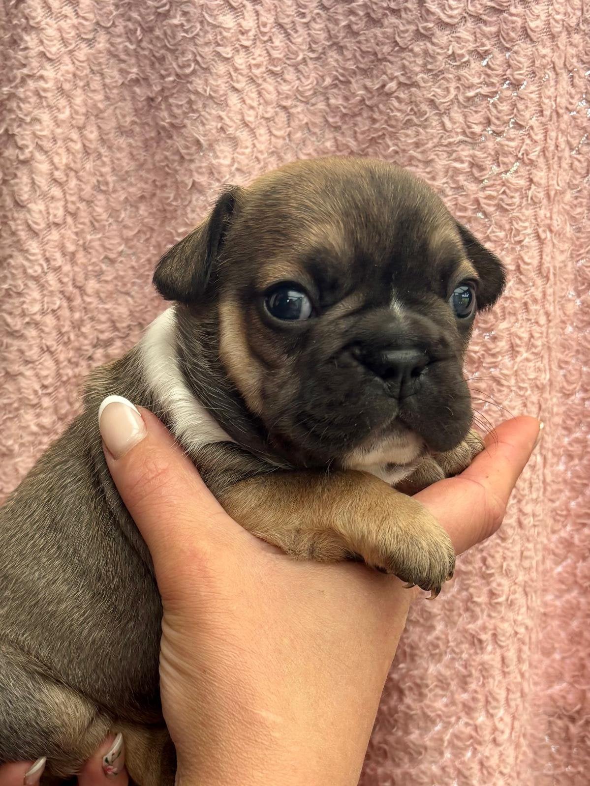 “New” french Bulldog/ “Nieuwe” franse Bulldog, Dieren en Toebehoren, België, Fokker | Hobbymatig, 8 tot 15 weken, Parvo