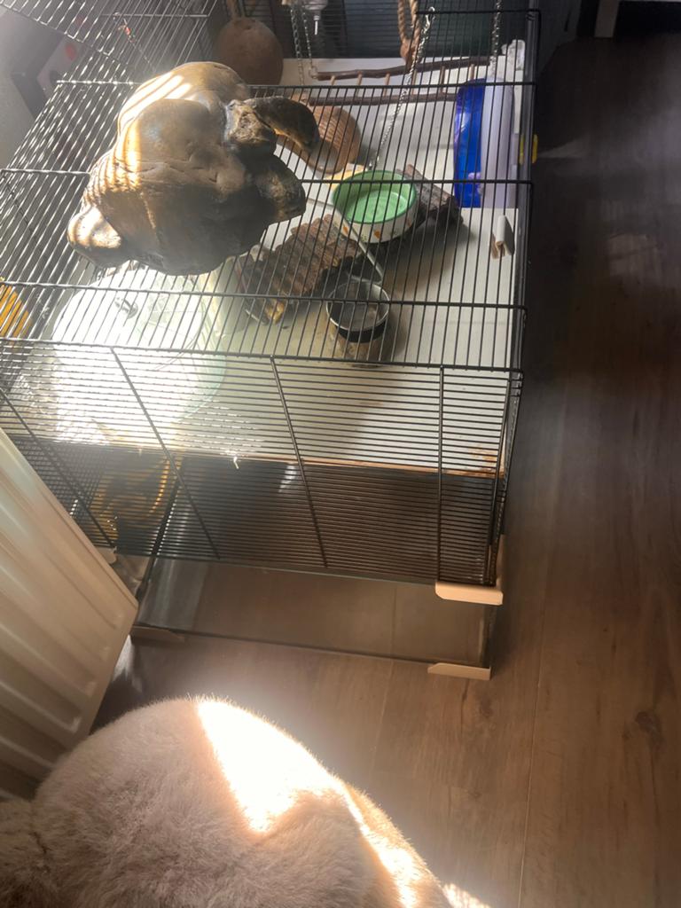 Kooi knaagdier, Dieren en Toebehoren, Ophalen, Kooi, Gebruikt, 60 tot 90 cm
