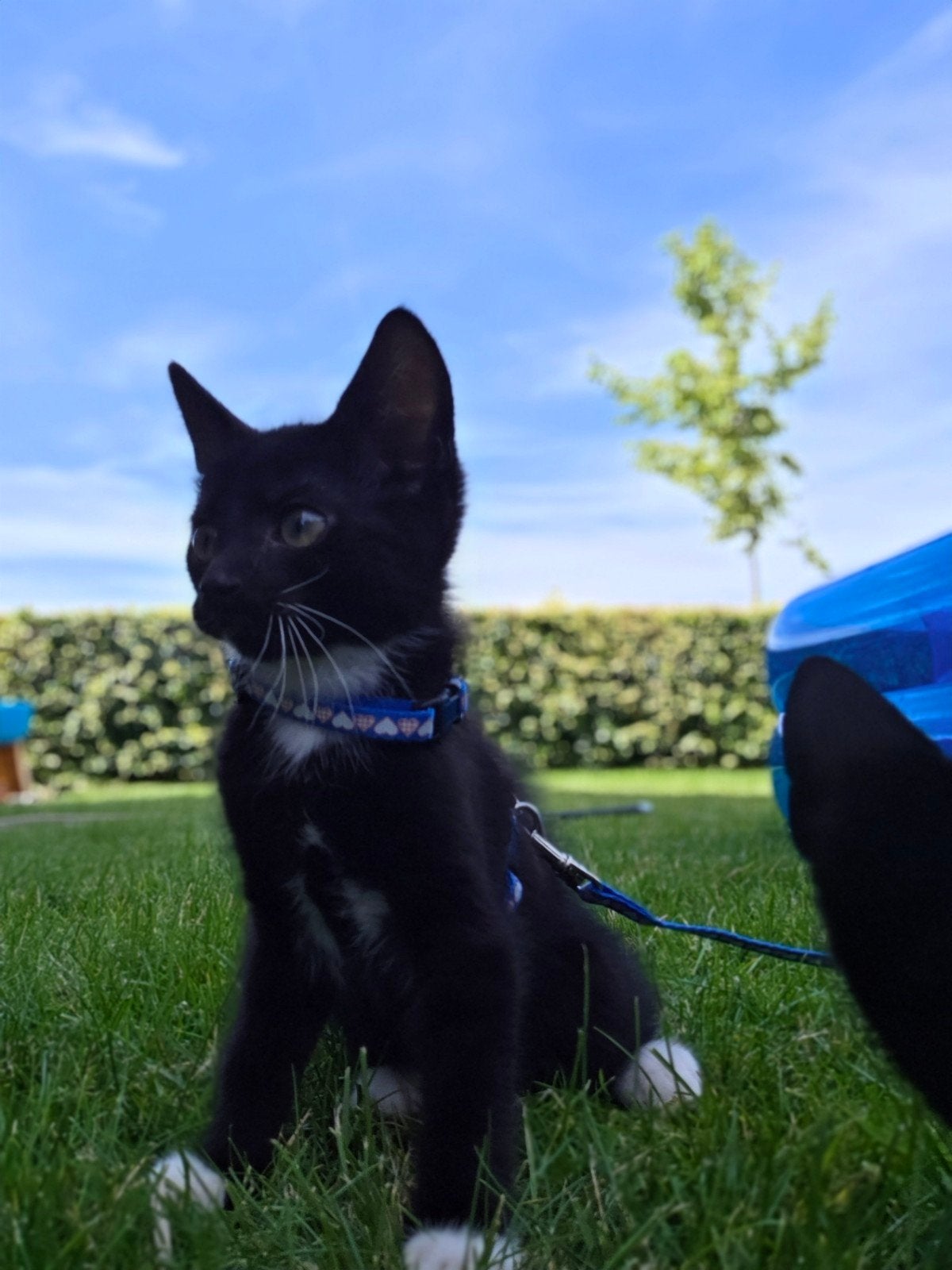 Kitten kittens beschikbaar nog 1 katertje 9 weken, Dieren en Toebehoren, Katten en Kittens | Overige Katten, Meerdere dieren