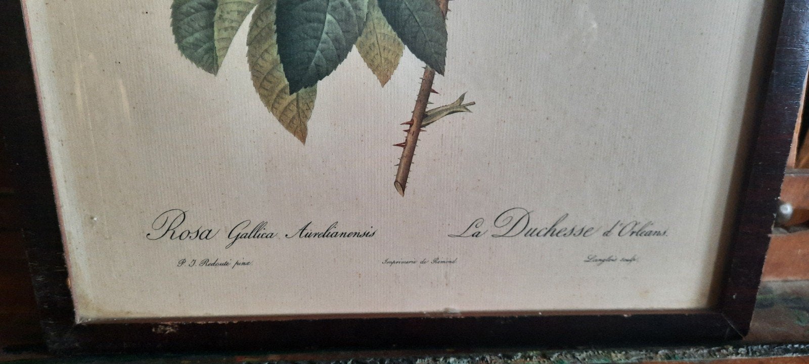 Antieke Botanische prent: Rosa Gallica Aurbianensis, Antiek en Kunst, Kunst | Schilderijen | Klassiek, Ophalen of Verzenden