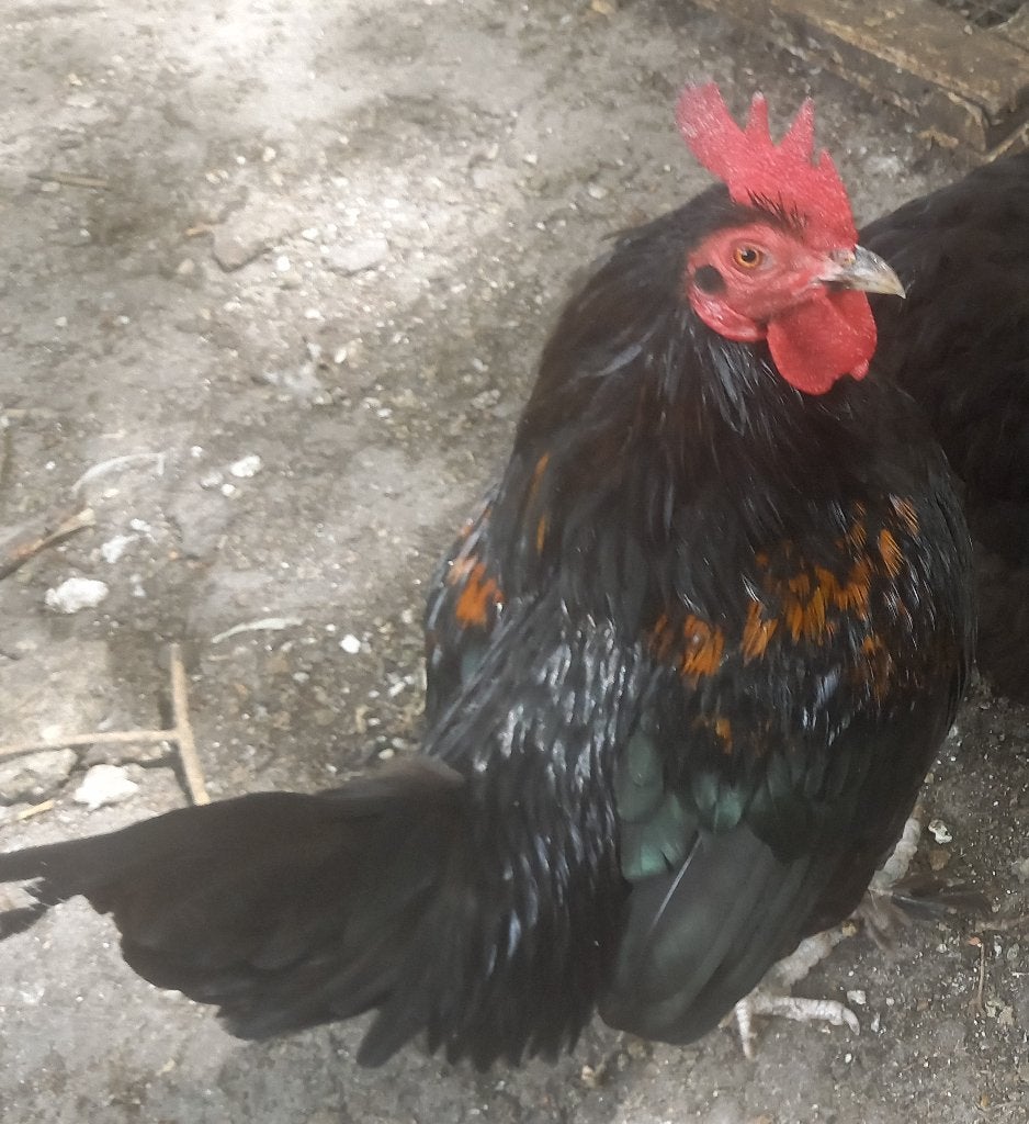 koppel 2 jarige zwarte krielen, Meerdere dieren, Kip