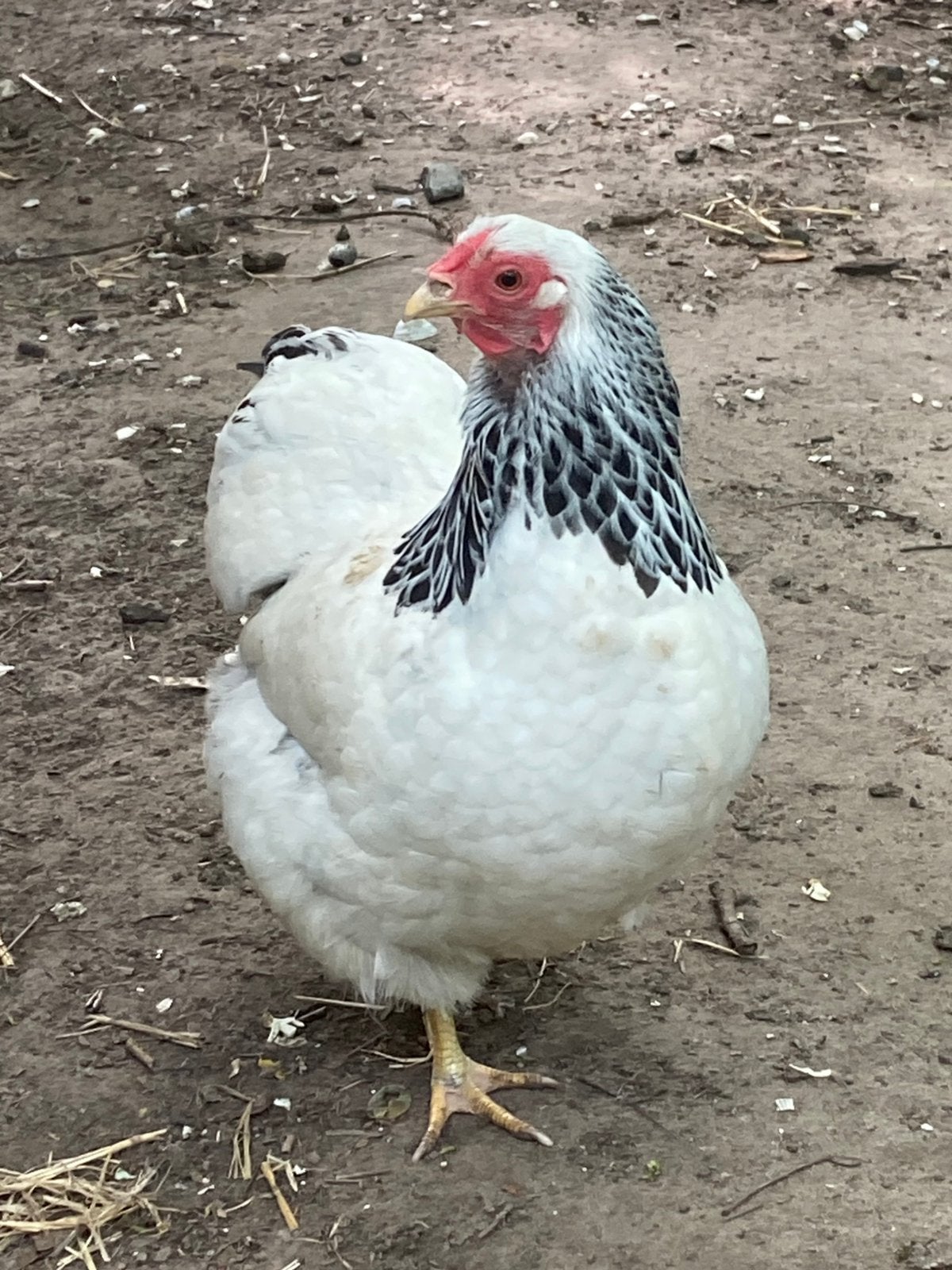 Kippen, Dieren en Toebehoren, Pluimvee, Meerdere dieren, Kip