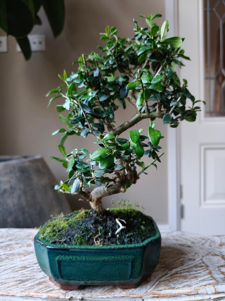 Olea Europaea 'Olijf' Bonsai, Volle zon, Bloeit niet, Minder dan 100 cm, Overige soorten