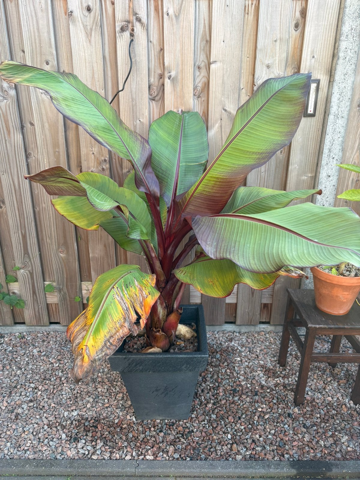 Ensete maurelli banaan twee stuks, Tuin en Terras, Volle zon, Vaste plant, Bloeit niet, Ophalen