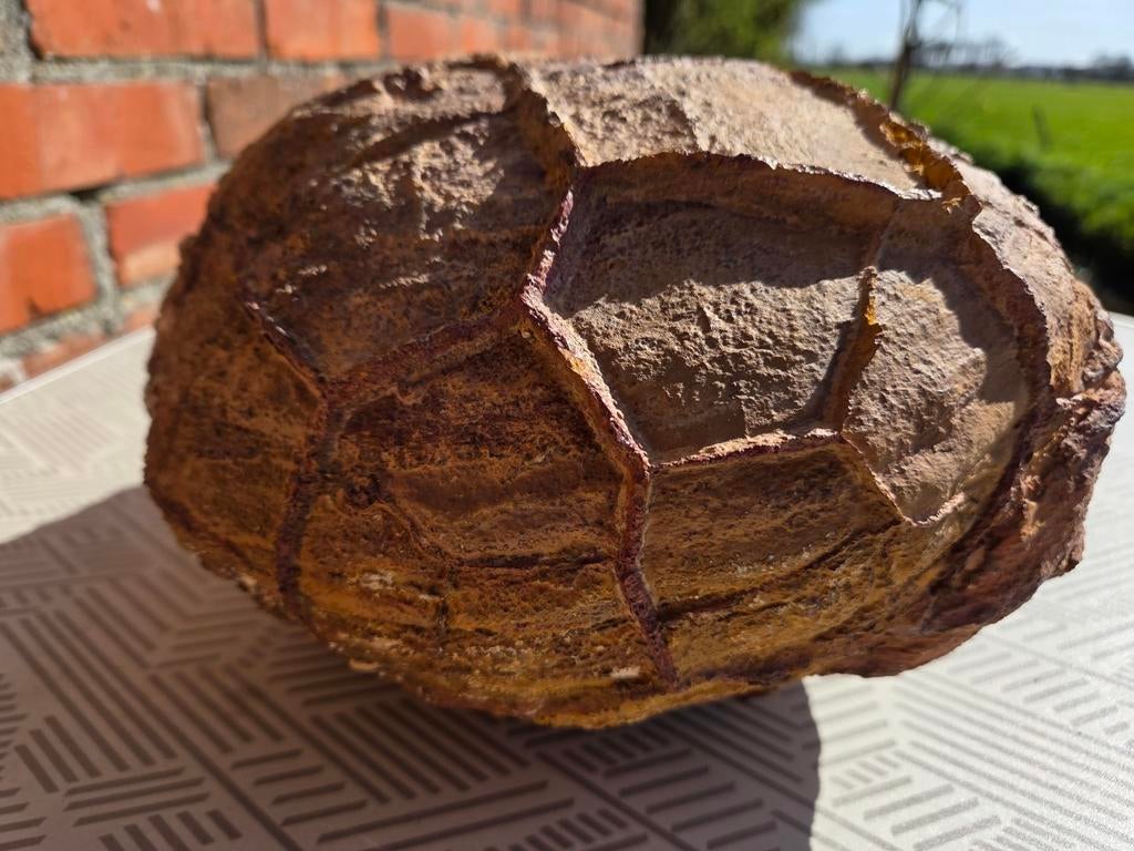 Grote Septarische conccretie - Fossiel, 11kg, 25cm diameter, Ophalen of Verzenden