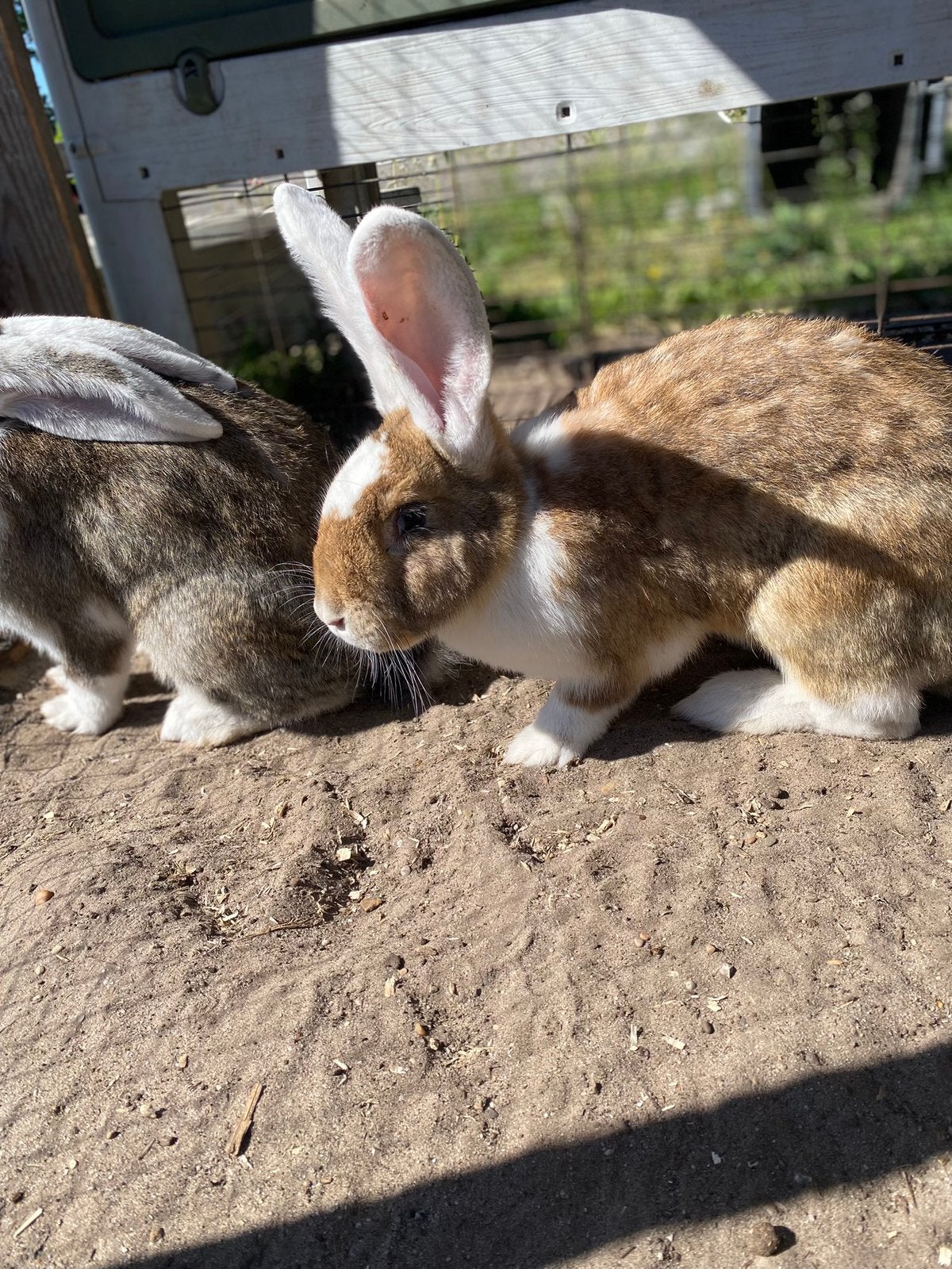 Twee lieve Vlaamse reus konijnen, Dieren en Toebehoren, Meerdere dieren, Groot