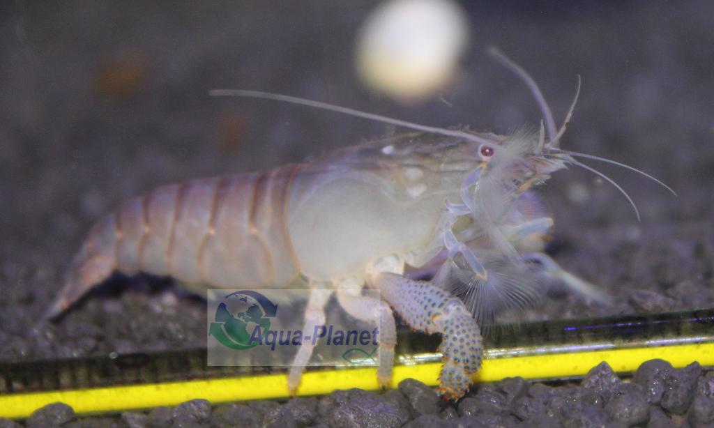 Blauwe WaaierhandGarnaal, Kreeft, Krab of Garnaal, Zoetwatervis